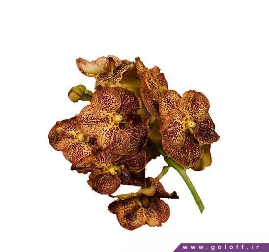 گل ارکیده وندا هیمبا گلد - Vanda Orchids | گل آف